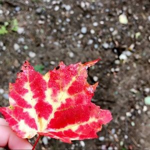 Meet your Posher, Allyson